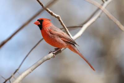 Cardinal facts and information