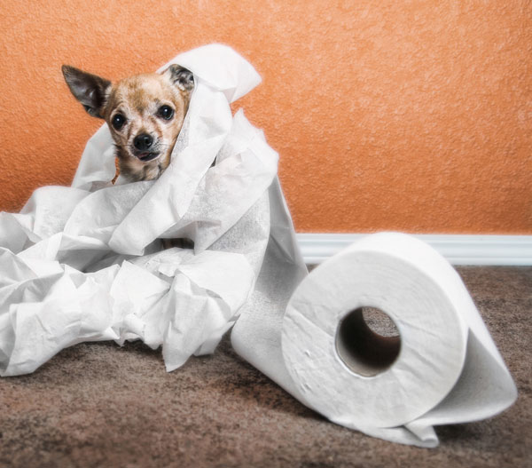 preventing unacceptable urination or defecation