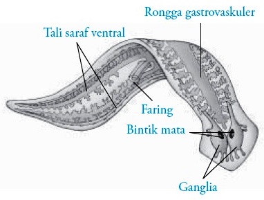 Inspirasi Terbaru 15+ Cara Peredaran Bahan Makanan Pada Planaria