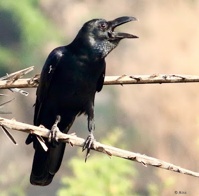 "Large-billed Crow - Corvus macrorhynchos, calling on a date palm tree resident."