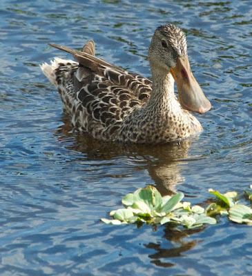 Northern Shoveler (Anas clypeata)