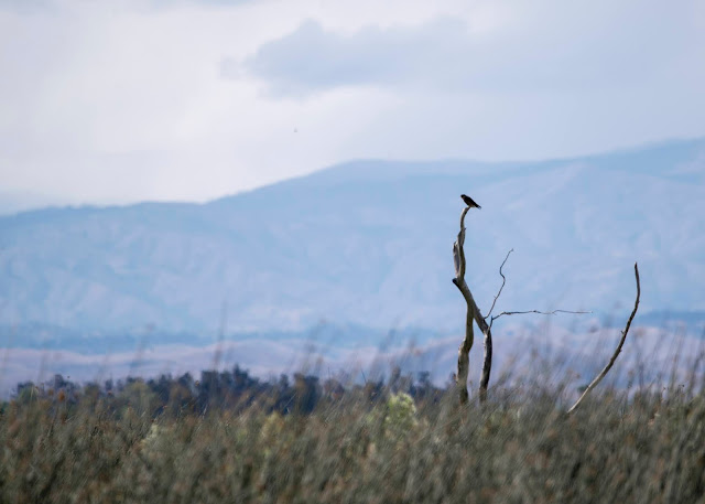 Raptor in Silhouette on Tree Trunk Landscape