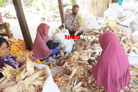 Bhabinkamtibmas Desa Paddinging Polsek Mapsu Kerjasama Warga Binaannya Menguliti Jagung