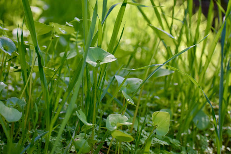 bright green grass with dewdrops