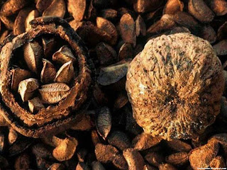 Brazil nut fruit images wallpaper