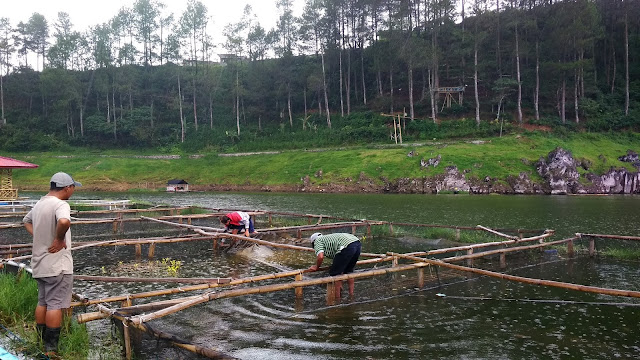 Kerambah dan panen Ikan di telaga Menjer