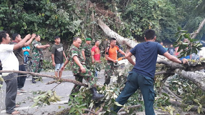 Babinsa Bantu Warga Evakuasi Pohon Tumbang