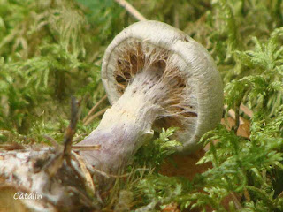 Cortinarius traganus DSC64518