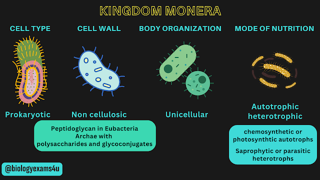 characteristics of kingdom monera