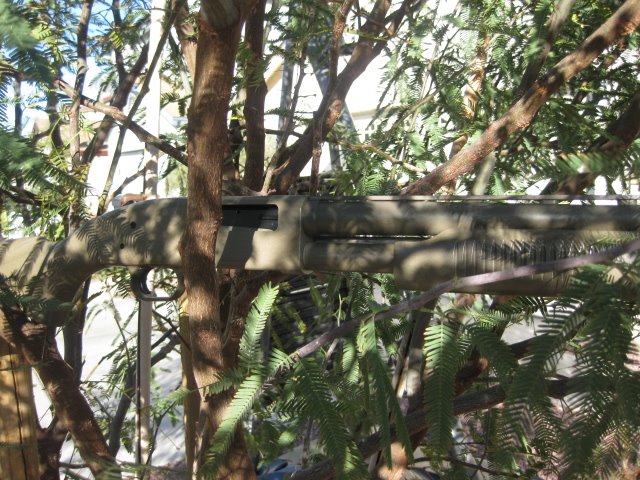 Shotgun econo camo in tree