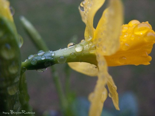 blom_20110207_G9_regn