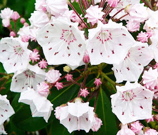 ক্যালমিয়া ল্যাটিফোলিয়া (Kalmia Latifolia) [ ক্যালমিয়া ল্যাট- Kalmia Lat ] 