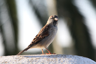 Male House Sparrow