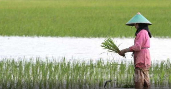 Jangan Malu atau Gengsi Jadi Anak Petani, Rezekinya Lebih Berkah