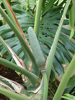 Monstera deliciosa - Faux philodendron - Monstère délicieux 