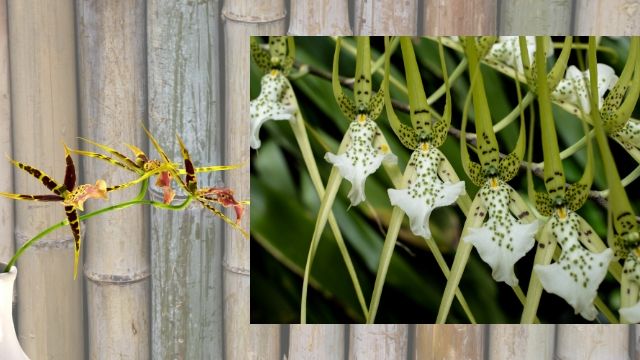 Grow fragrant-fantastic Brassia Orchid