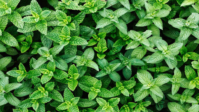 Mint syrup - how it is prepared? How it is used and what are its benefits?