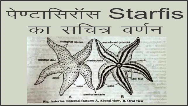 asterias-starfish-diagam-and-feature-in-hindi