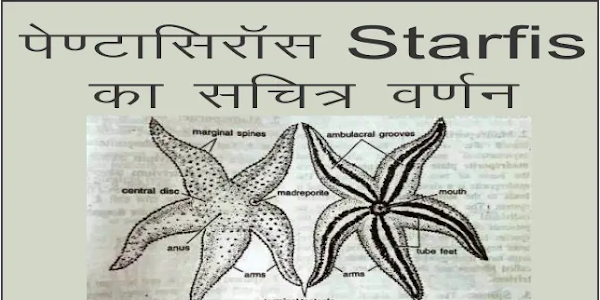 Asterias (Starfish): Diagram, Habitat  And Feature In Hindi