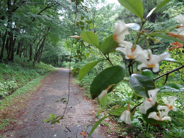 とっとり花回廊のふるさとの小径