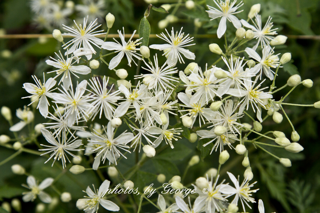 Clematis Vine