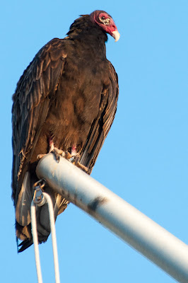 Turkey Vulture