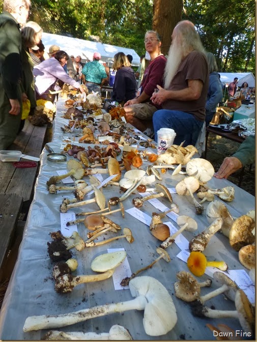 Mushroom festival_109