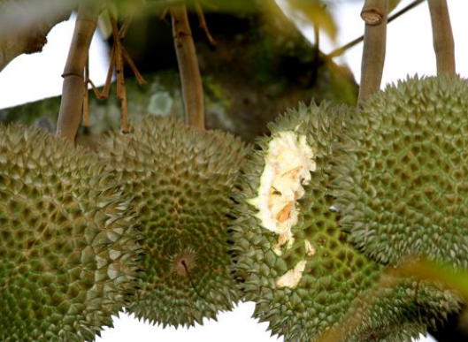 Pohon Durian | Cara dan Teknik Menanam Durian di Pot agar Cepat Berbuah