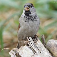 Gorrión común (Passer domesticus)