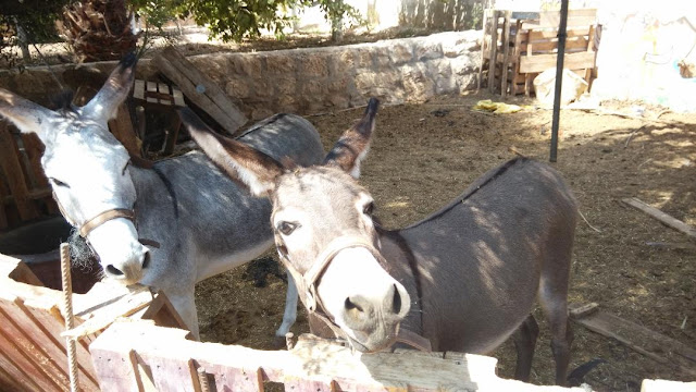 Resident donkeys at the Auberg-Inn Guesthouse in Jericho