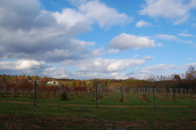 Daniel's Vineyard