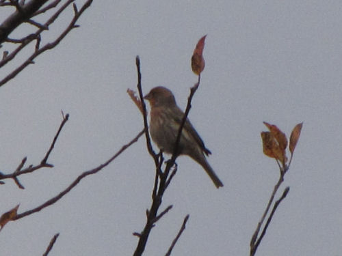 purple finch