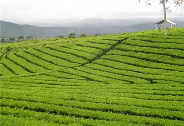 News, Kerala, State, Idukki, Top-Headlines, Latest-News, Business, Finance, Revenue department has started the process to take back the plantation land in Churakkulam estate