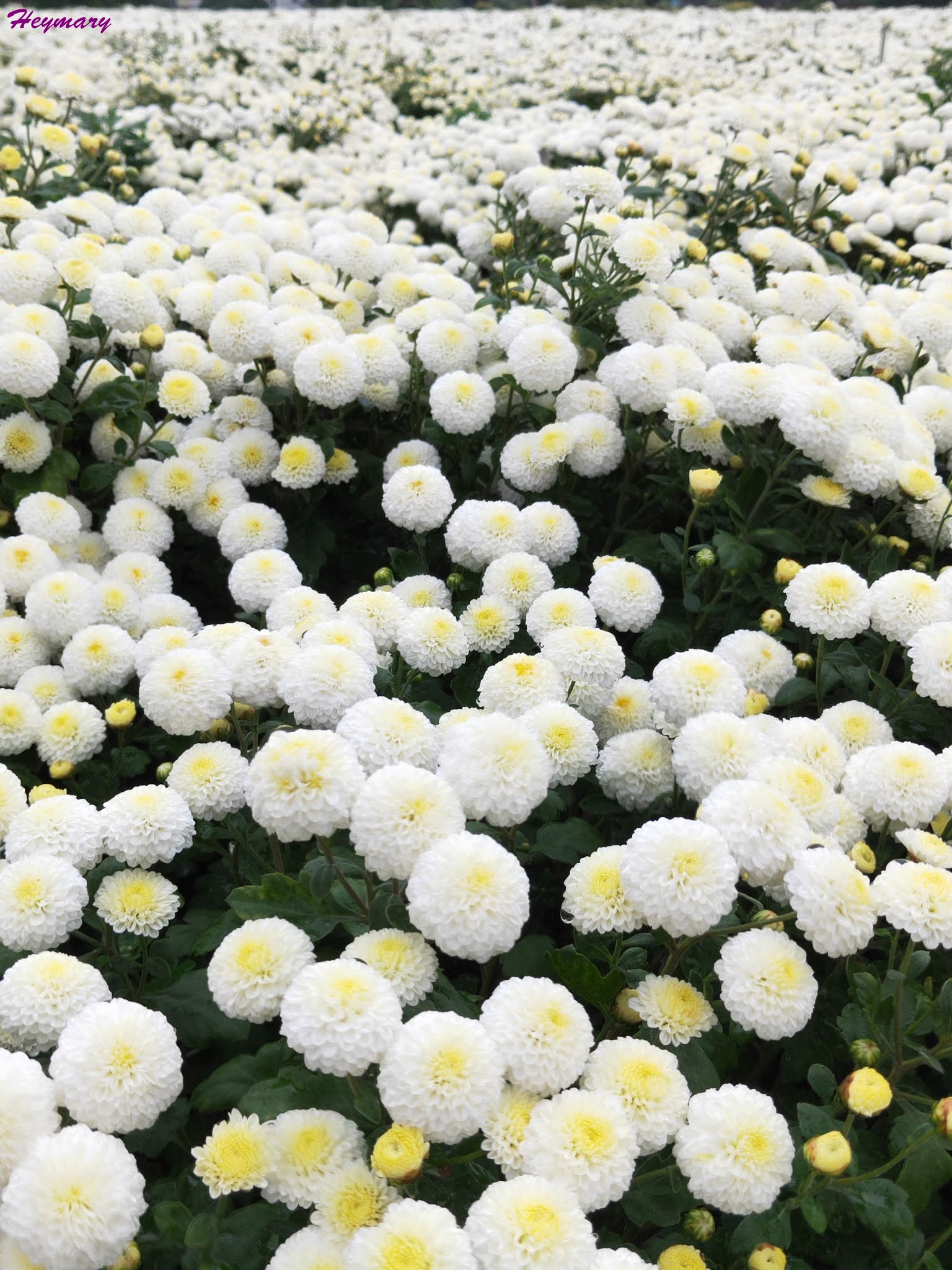 花現銅鑼-菊祥如芋