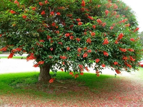 Dicas e cuidados sobre a Flor de Coral