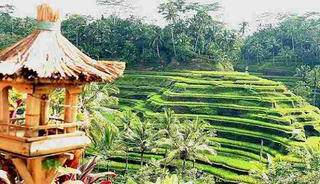 MENJELAJAHI UBUD, KOTA TERINDAH DI DUNIA