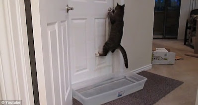 Gatito inteligente llamado 'Mulder' ha descubierto cómo abrir puertas