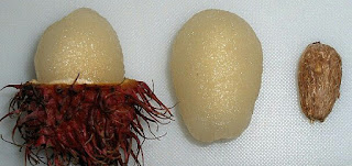 Diabetes Sembuh Dengan Biji Rambutan