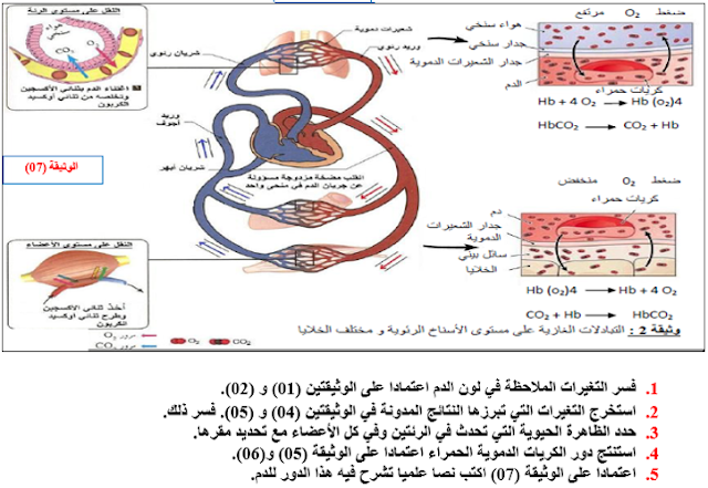 دور كريات الدم الحمراء في الجسم