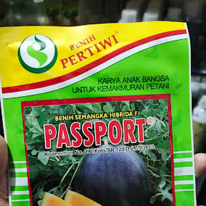 Benih Semangka Kuning Hibrida Passport