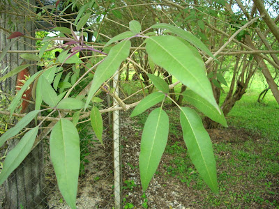 LI NA HERBS: August 2008