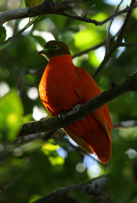 Orange dove, Ptilinopus victor