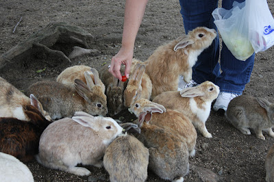 Rabbit Island Okunoshima Japan Bunny