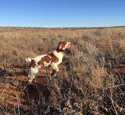 bird dogs and bird hunting