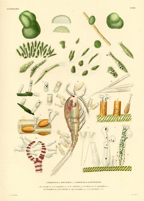 Ophydium, Tintinnus, Vaginicola, Cothurnia