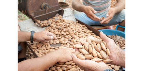 JUAL KACANG ALMOND Penajam Paser Utara