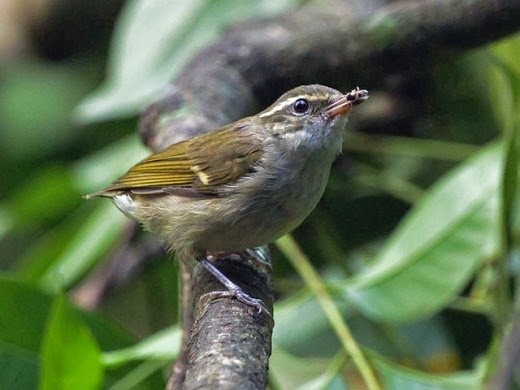 Large-billed-Leaf-Warbler-Udawatta_Kele_Sanctuary-Sri_Lanka