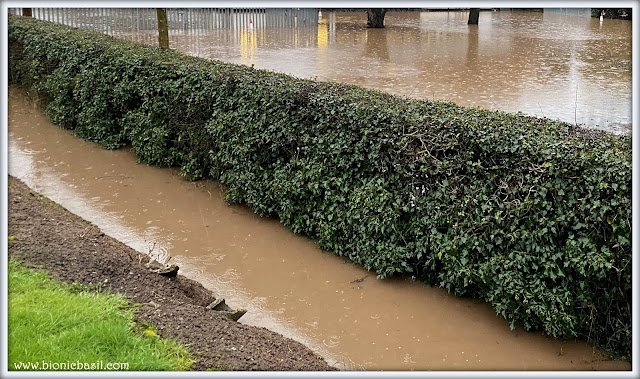 More Flooding  ©BionicBasil® The Pet Parade 389