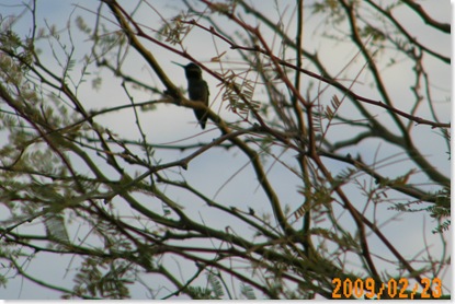 hummingbird
