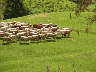 sheep at chingjing farm